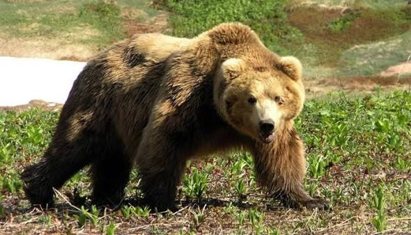 42 bears recorded around Onon-Balj National Park